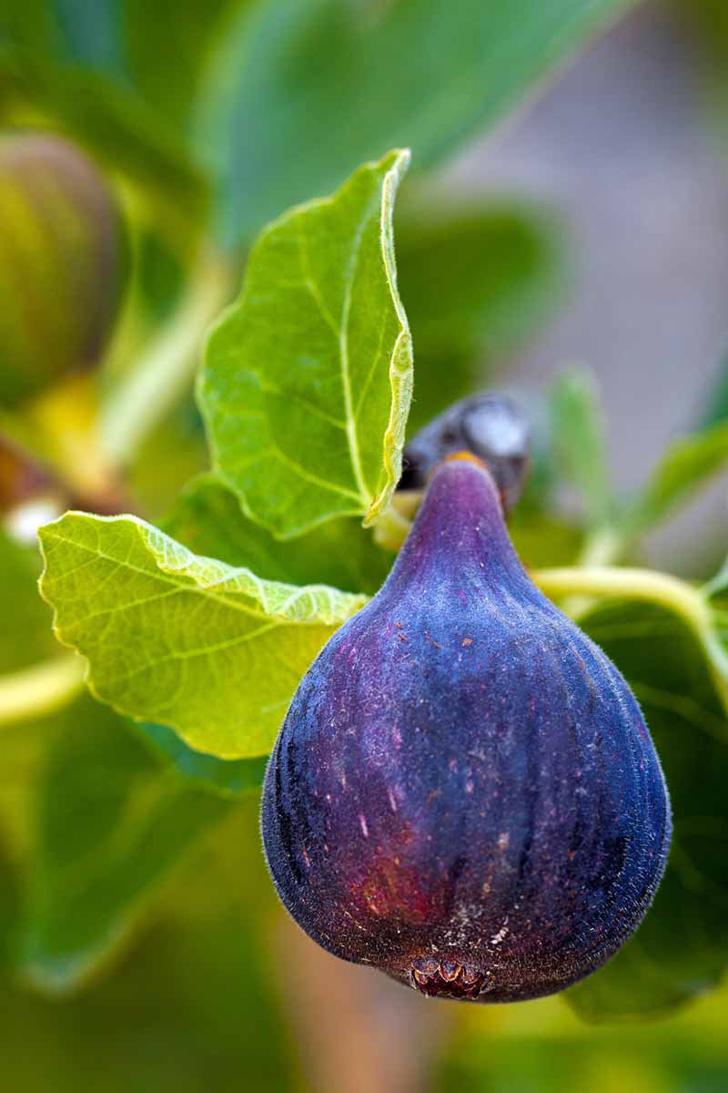 7 of the Best Cold Hardy Fig Trees Gardener's Path