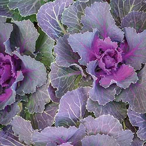 A close up of the variety &lsquo;Songbird Red&rsquo; of Brassica oleracea. Pale purple leaves on the outside with pale stems contrast with the deep purple centers.
