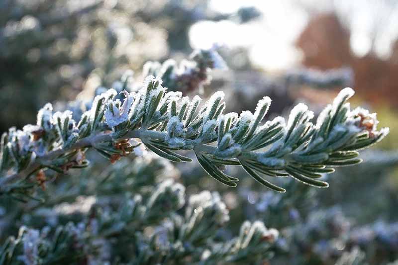 How to Protect Rosemary Plants in the Winter Gardener’s Path