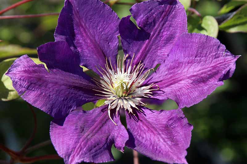 The 27 Best Cold Hardy Clematis Varieties Gardener S Path gardenerpath