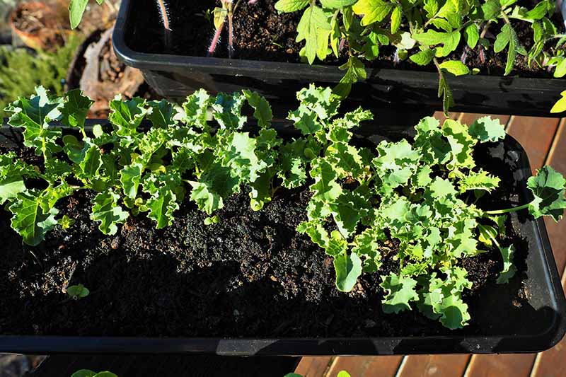 A close up of a rectangular black container planted with curly kale seedlings in dark rich potting soil. In the background is a further container with other plants, on a wooden surface.