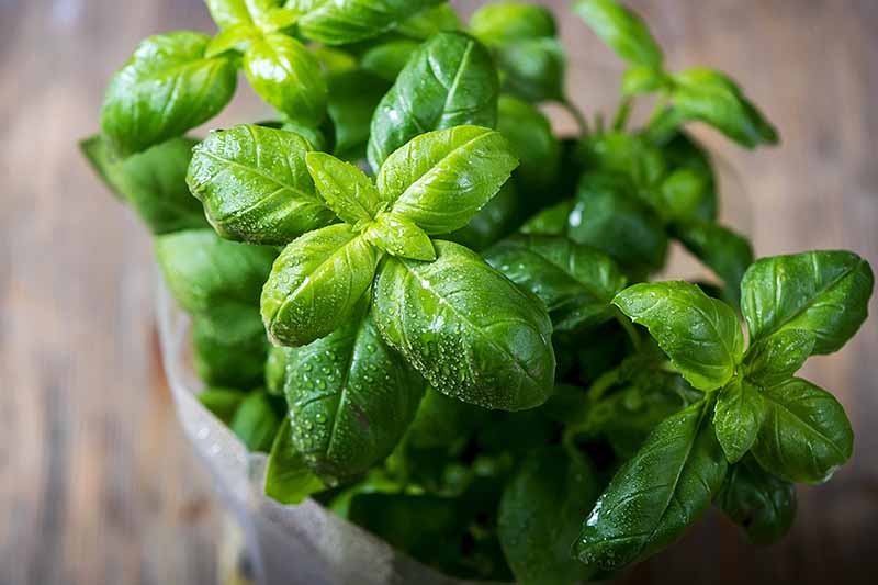Comment faire pousser le Basilic Mon Blog de jardinier