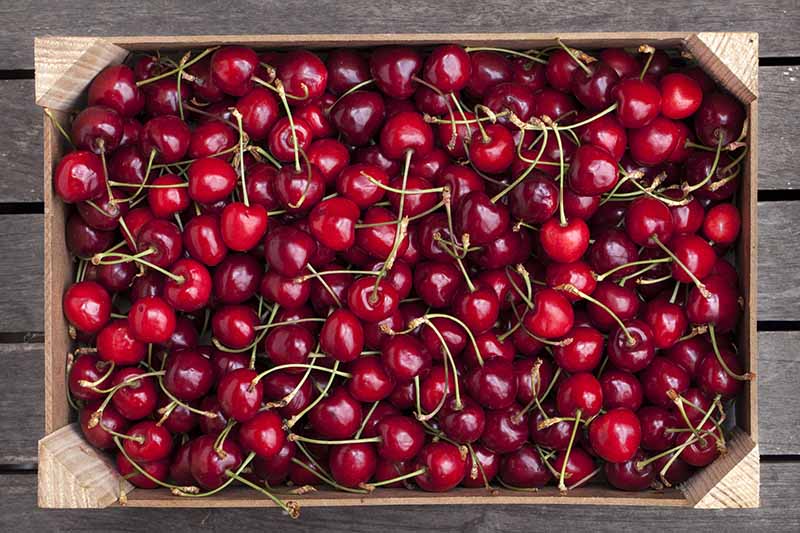 9 of the Best Cold Hardy Cherry Trees Gardener’s Path