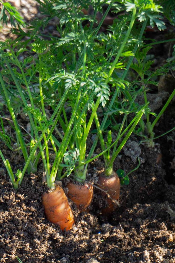 How to Grow Carrots in Containers Gardener's Path