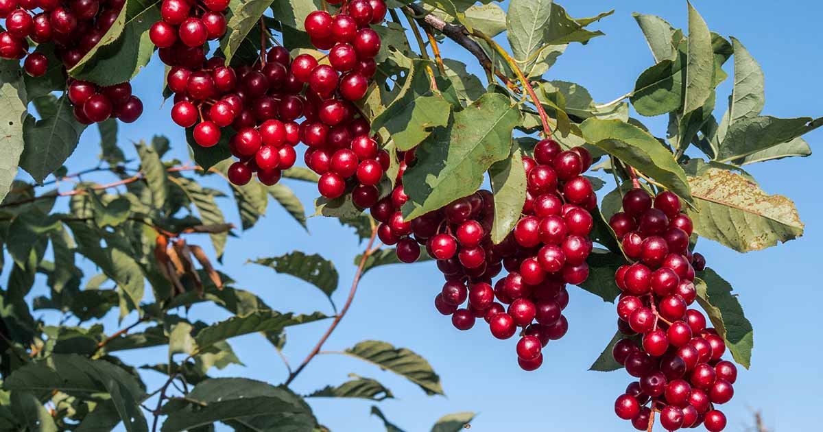 9 of the Best Cold Hardy Cherry Trees Gardener’s Path