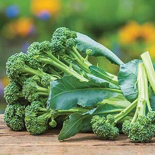 A close up of a harvested bunch of ‘Montebello’ broccolini on a wooden surface and a soft focus background.