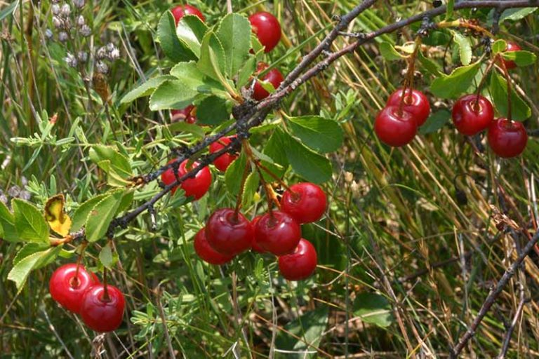 9 of the Best Cold Hardy Cherry Trees Gardener’s Path