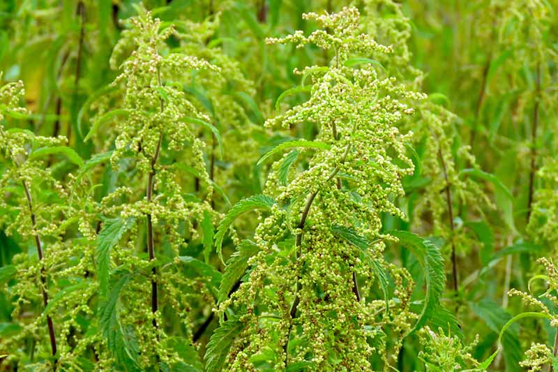How to Grow Stinging Nettle Gardener's Path