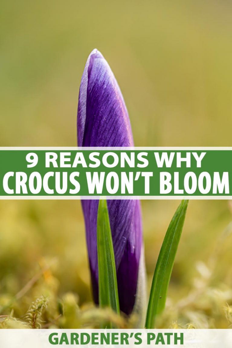 Why Won’t My Crocus Bloom? Gardener’s Path