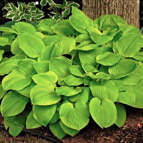 A close up of an &lsquo;August Moon&rsquo; plant growing in the garden under a tree with large bright green leaves, surrounded by mulch.