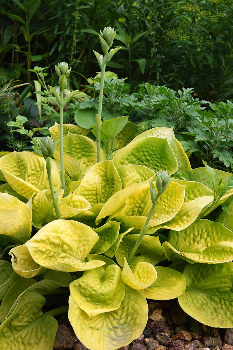 A vertical picture of a garden scene and in the foreground is a large hosta plant of the &lsquo;Maui Buttercup&rsquo; variety with golden leaves and upright flower stems in a shady setting fading to soft focus in the background.