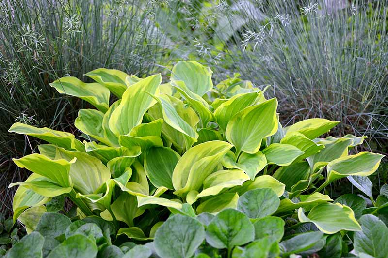 A garden scene with ornamental grasses and &lsquo;Golden Tiara&rsquo; hosta variety growing in the foreground. The green and gold heart shaped leaves provide a dramatic contrast with the greenery surrounding it.