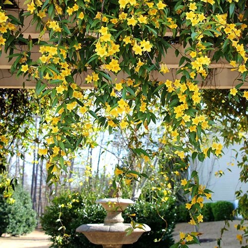 How to Grow Carolina Jessamine Gardener’s Path