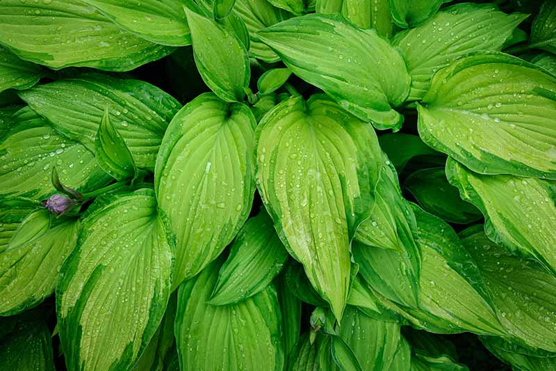 A close up of the large bright green leaves of the &lsquo;Gold Standard&rsquo; cultivar of hosta plants, with water droplets and a small purple flower to the left of the frame.