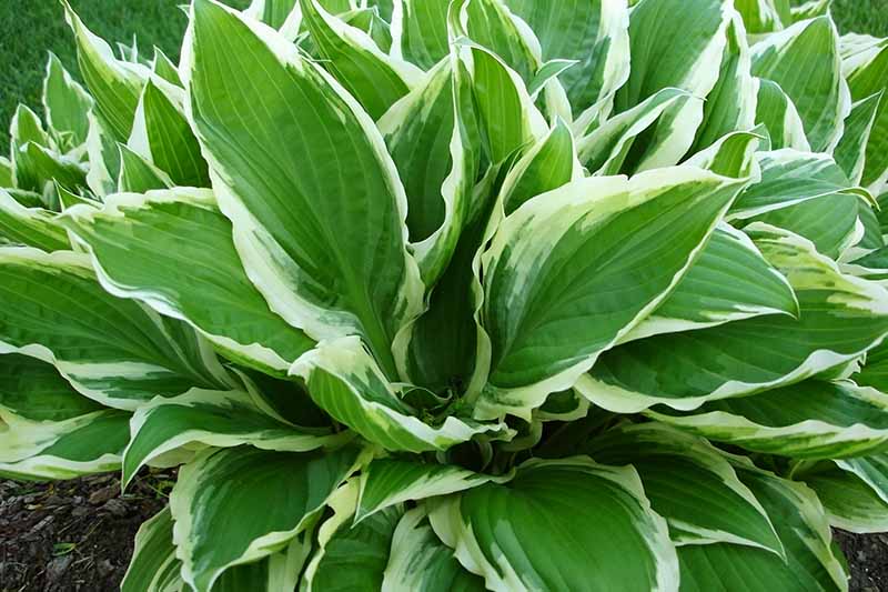 A close up of a &lsquo;Wide Brim&rsquo; variety of hosta plant, with large leaves in bright green with pale green to white edging, growing in the garden fading to soft focus in the background.