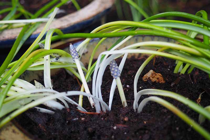A close up of a ceramic pot containing a small Muscari plant with flower stalks pushing through the dark rich soil with foliage surrounding them, on a soft focus background.