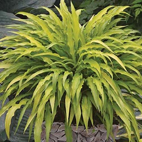 A close up of the &lsquo;Curly Fries&rsquo; cultivar of hosta growing in a container in the garden with its long thin yellowish leaves in a rounded clumping form.