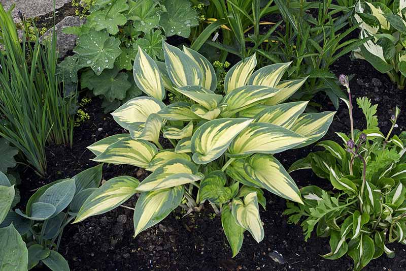 A close up of the small &lsquo;June&rsquo; variety of hosta growing in a mixed planting in a shady spot in the garden. This cultivar has variegated lime green and gold leaves with blue-green edges and accents.