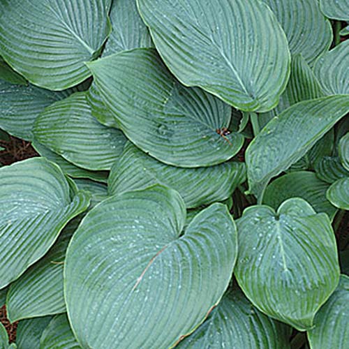A close up of the leaves of the &lsquo;Empress Wu&rsquo; variety of hosta with large, textured flat leaves in dark green.