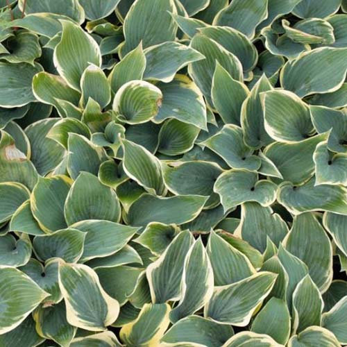 A close up of the leaves of the &lsquo;First Frost&rsquo; variety of hosta plant with dark green centers and yellowish light green edging.