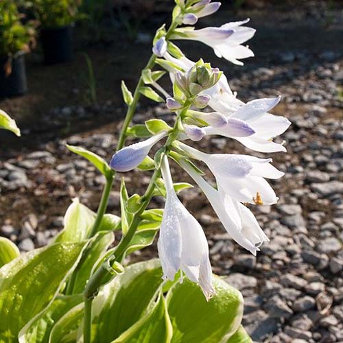 A close up of the flower of the &lsquo;Fragrant Bouquet&rsquo; variety of hosta. Small purplish white blooms surrounded by soft green leaves with white edging in the light sunshine. In the background is a gravel path in soft focus.