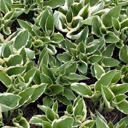 A close up of the leaves of the &lsquo;Francee&rsquo; variety of hosta. The foliage is long and upright with a dark green center and yellowish green edging.
