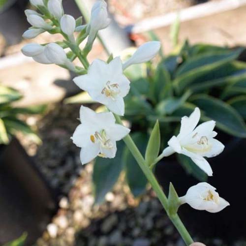 A close up of the small white flowers of the &lsquo;Frances Williams&rsquo; variety of hosta in dappled sunshine with a garden scene in soft focus in the background.