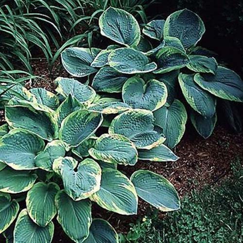 A close up of a &lsquo;Frances Williams&rsquo; variety of hosta growing in a garden bed surrounded by mulch. The leaves are large and flat, dark green in the center fading to yellowish green at the edges.
