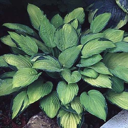 A close up of a plant of the &lsquo;Gold Standard&rsquo; cultivar of hosta with pale green leaves edged in dark green, growing in the garden, fading to soft focus in the background.