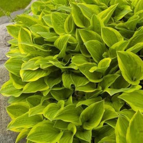 A close up of the &lsquo;Golden Tiara&rsquo; hosta variety growing in a border in the garden, with dark green center parts of the leaf and pale green to the edges.