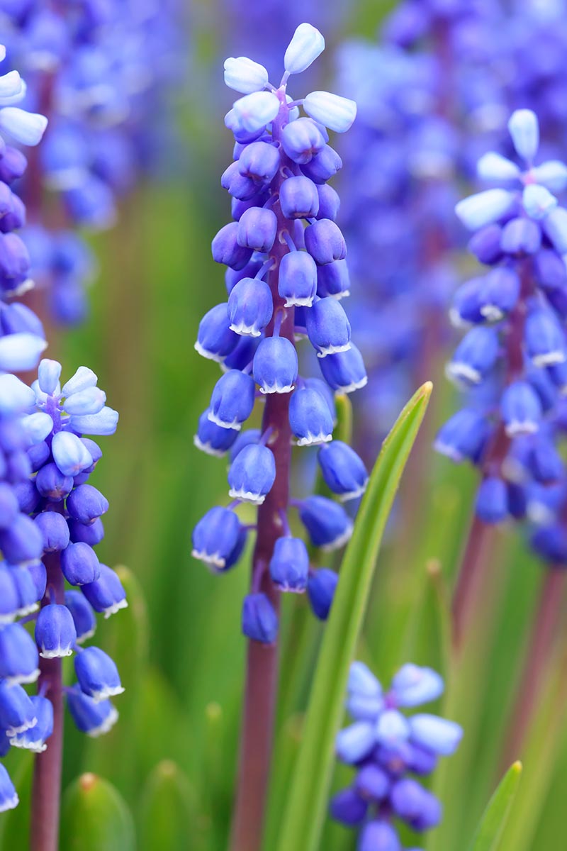 A vertical close up picture of blue grape hyacinth flowers with upright stalks on a soft focus background.