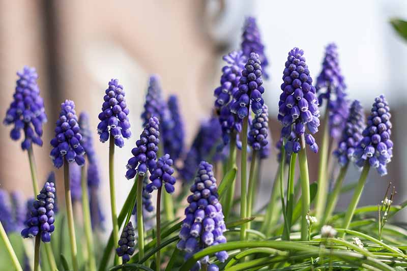 A close up of purple grape hyacinth flowers growing on long stems with upright foliage on a soft focus background.