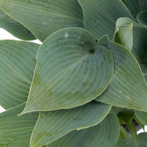 A close up of a leaf of the &lsquo;Halcyon&rsquo; variety of hosta plant, the single colored blue-green leaf is heart-shaped and textured with pale green lines running through it.