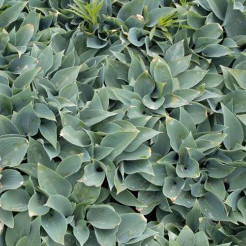 A close up of the leaves of the &lsquo;Halcyon&rsquo; hosta variety. Small blue-green leaves are arranged in tight clusters.