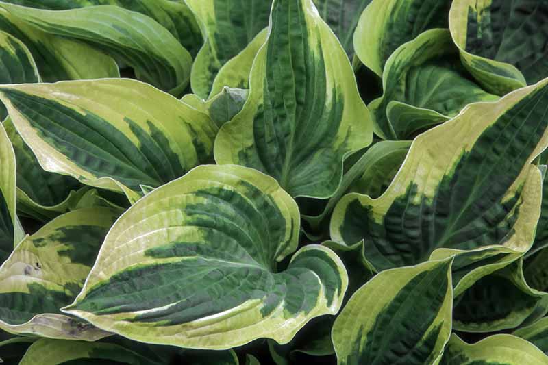 A close up of the leaves of the &lsquo;Wide Brim&rsquo; cultivar of hosta with green leaves with deep bluish green centers edged with gold.
