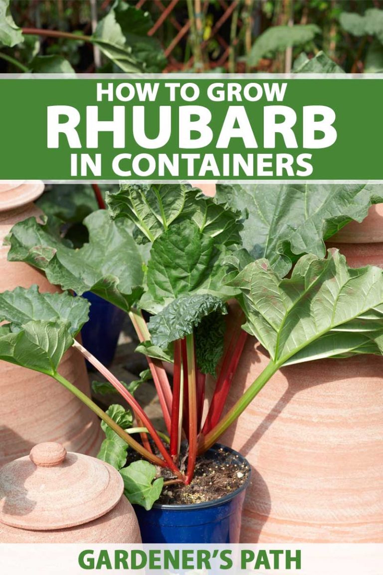 How to Grow Rhubarb in Containers Gardener’s Path