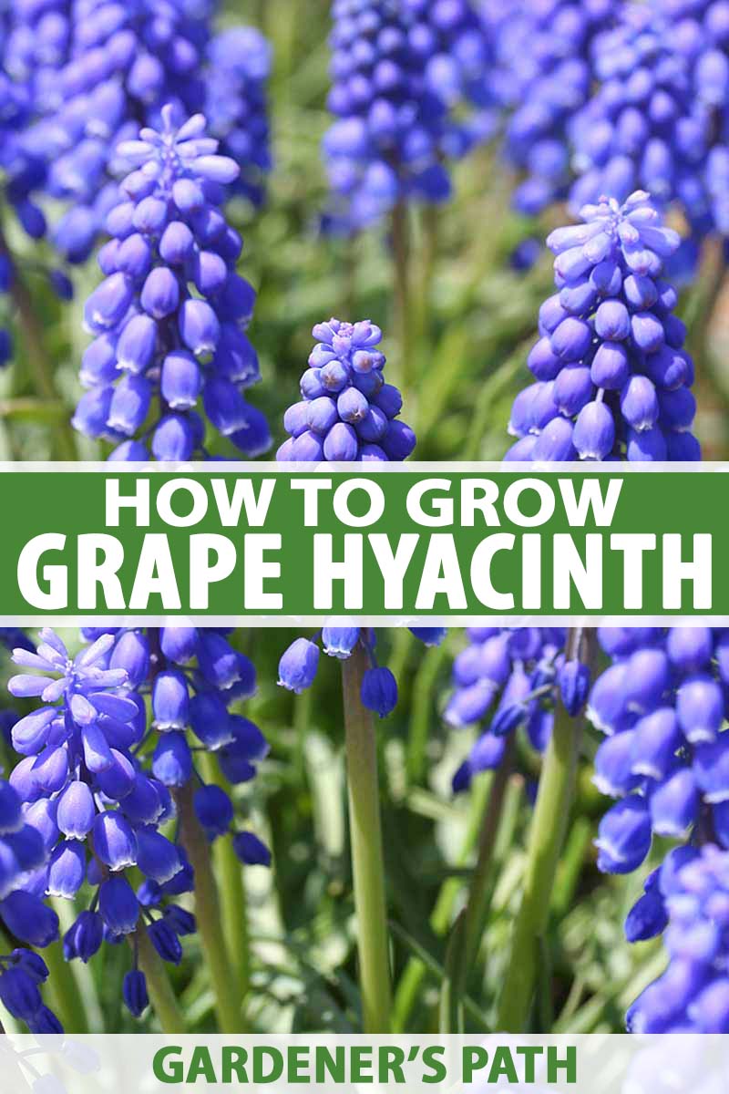 A close up vertical picture of grape hyacinth flowers growing in the garden in bright sunshine fading to soft focus in the background. To the center and bottom of the frame is green and white text.