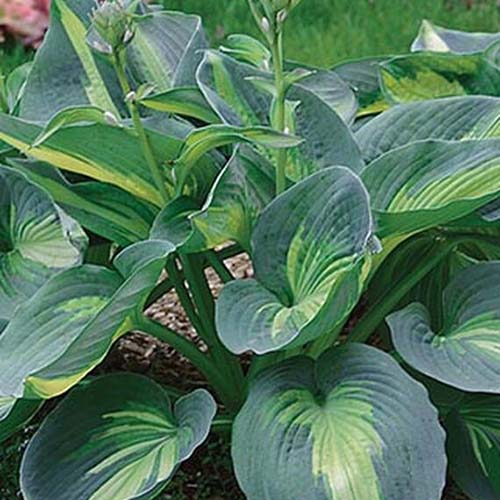 A close up of the leaves of the hosta variety &lsquo;Hudson Bay&rsquo; with large green leaves that are dark green around the edges and fading to lighter green in the center.