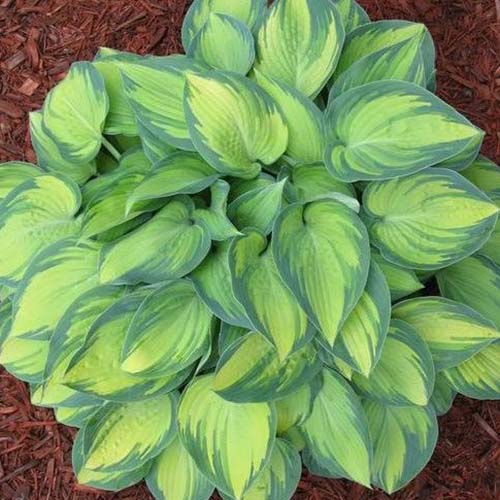A close up top down picture of a hosta of the &lsquo;June&rsquo; variety growing in the garden, surrounded by mulch. The large leaves are a light green to the center and darker green edging.