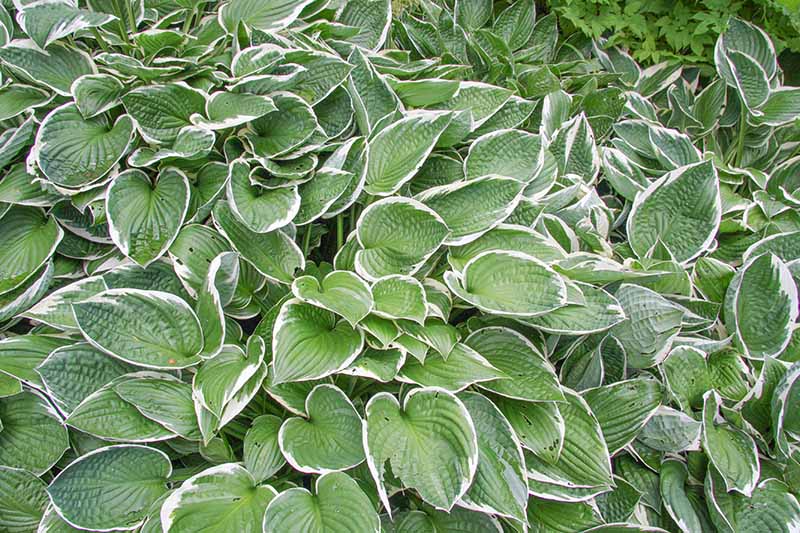 A close up of a large clump of hosta plants of the &lsquo;Francee&rsquo; variety. The large heart shaped leaves are a light green in the middle with a white edge around the outside.
