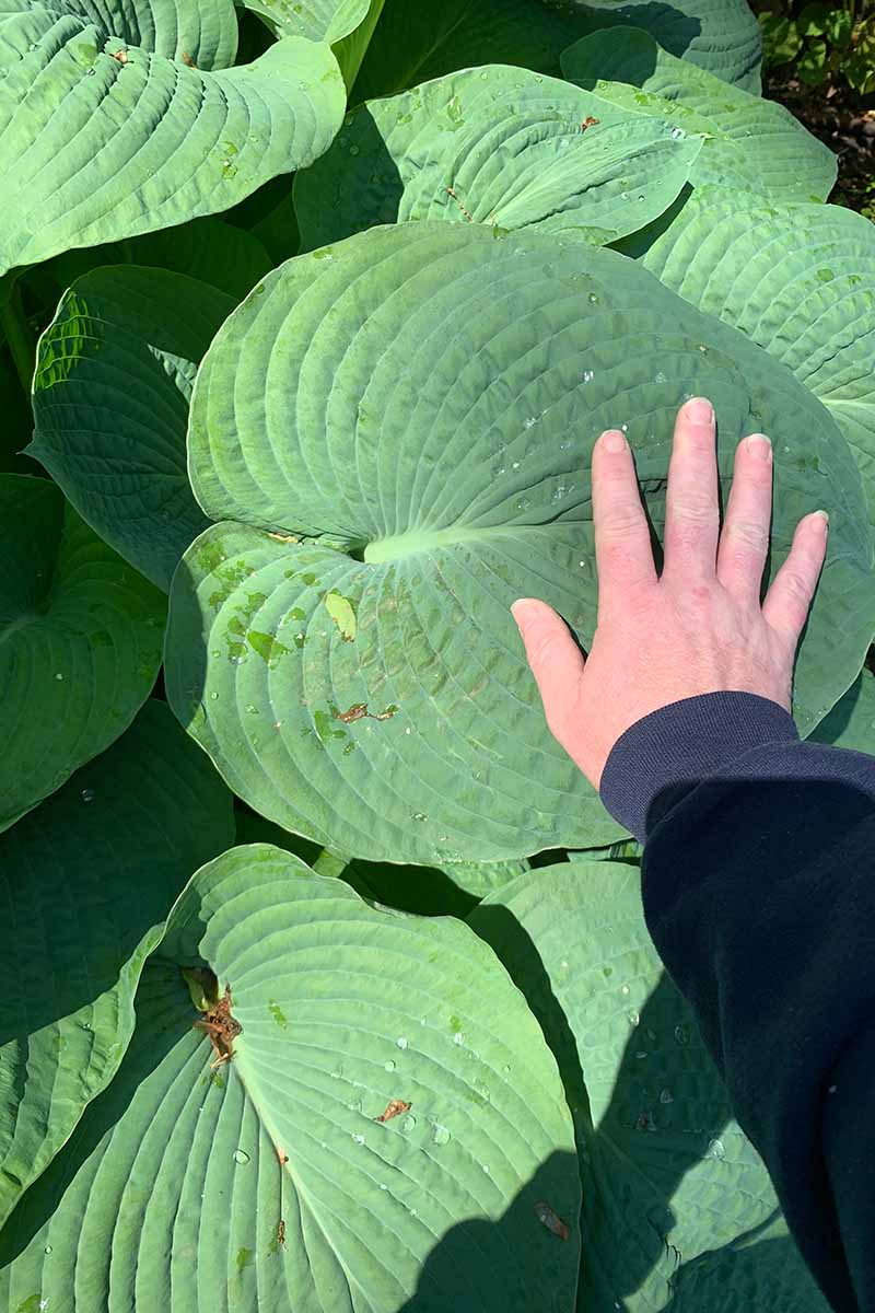 A vertical picture of a hand from the right of the frame touching the large textured green leaf of the &lsquo;Empress Wu&rsquo; variety of hosta, to show just how big the leaf really is, in bright sunshine fading to soft focus in the background.