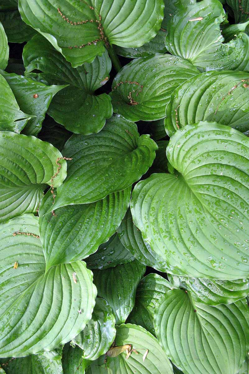 A vertical close up picture of large green leaves of the &lsquo;August Moon&rsquo; variety of hosta with water droplets on them in light sunshine.