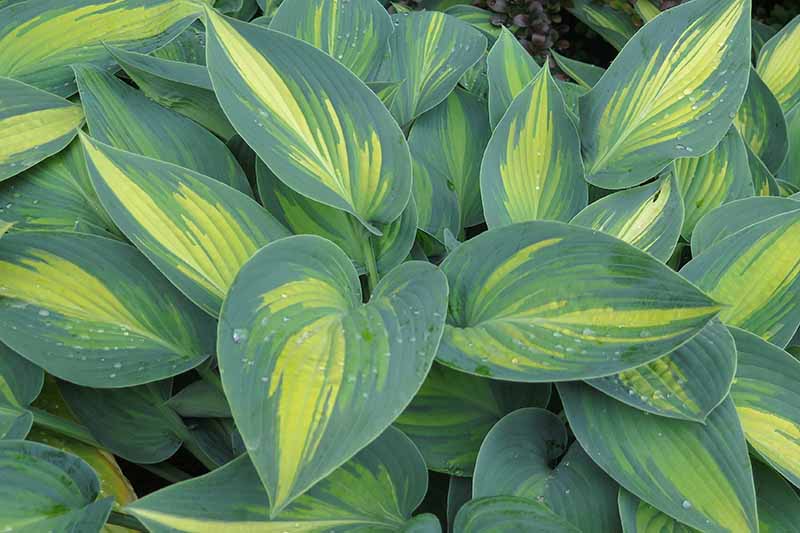 A close up of the &lsquo;June&rsquo; variety of hosta plant, with dark and light green leaves, accented by yellow running down the center of the leaves. Small droplets of water are scattered on a few of the leaves.
