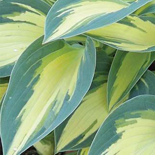 A close up of the leaves of the &lsquo;Magic Island&rsquo; variety of hosta plant with yellow central areas fading to light green at the edges.