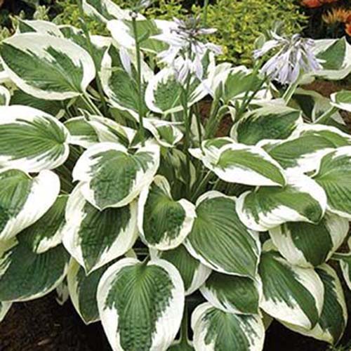 A close up of the &lsquo;Minuteman&rsquo; variety of hosta with large textured green leaves and white edging, the plant has long flower stalks with small purple blooms, in the background is a garden scene in soft focus.