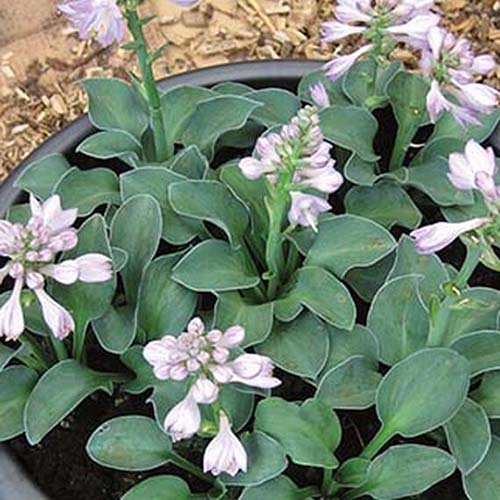 A close up of a small specimen of the &lsquo;Blue Mouse Ears&rsquo; variety of hosta growing in a container with small green leaves, and purple flowers on upright flower stalks.