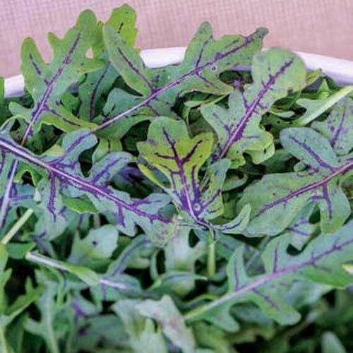A close up of the &lsquo;Red Dragon&rsquo; variety of arugula with light green leaves and purple veins and stems in a white bowl with a pink background.