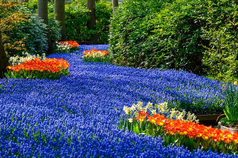 A river of blue grape hyacinth plants, surrounded by red and yellow spring flowers and large shrubs, in a woodland in the Netherlands in bright sunshine.