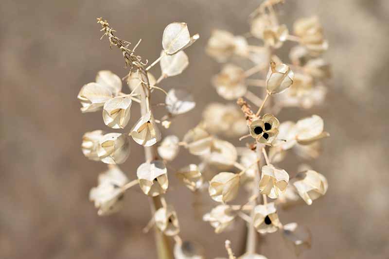 A close up of the seed pods of a Muscari plant on a soft focus background.