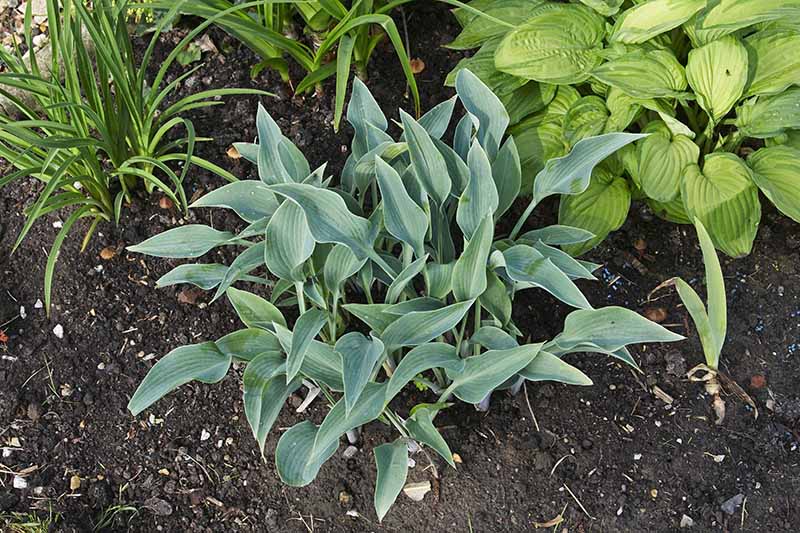 A garden bed with various plantings and a &lsquo;Halcyon&rsquo; hosta cultivar in the center with small bluish-green leaves.